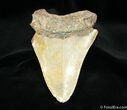 Bargain Inch Megalodon Tooth #1175-2